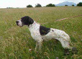 Pedigree BONFANTE'S NADIR Pedigree BONFANTE'S NADIR